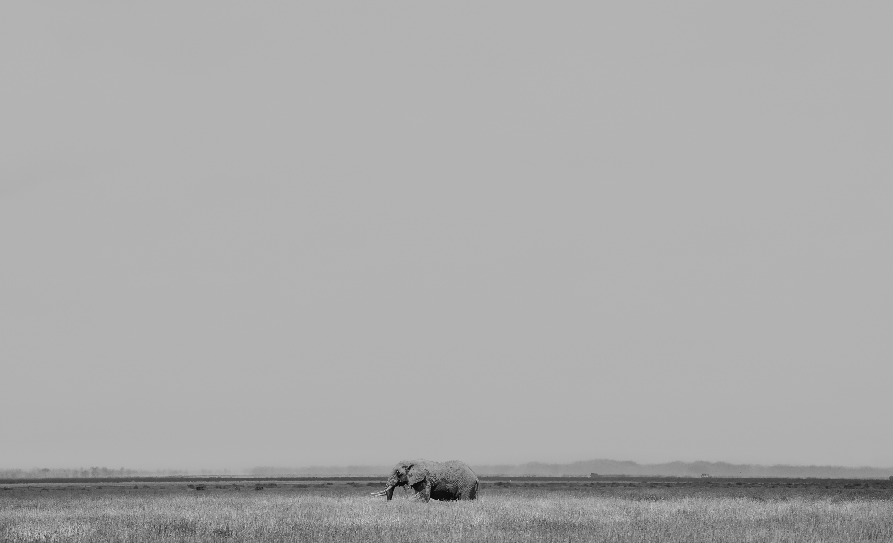 A single elephant on an empty plain