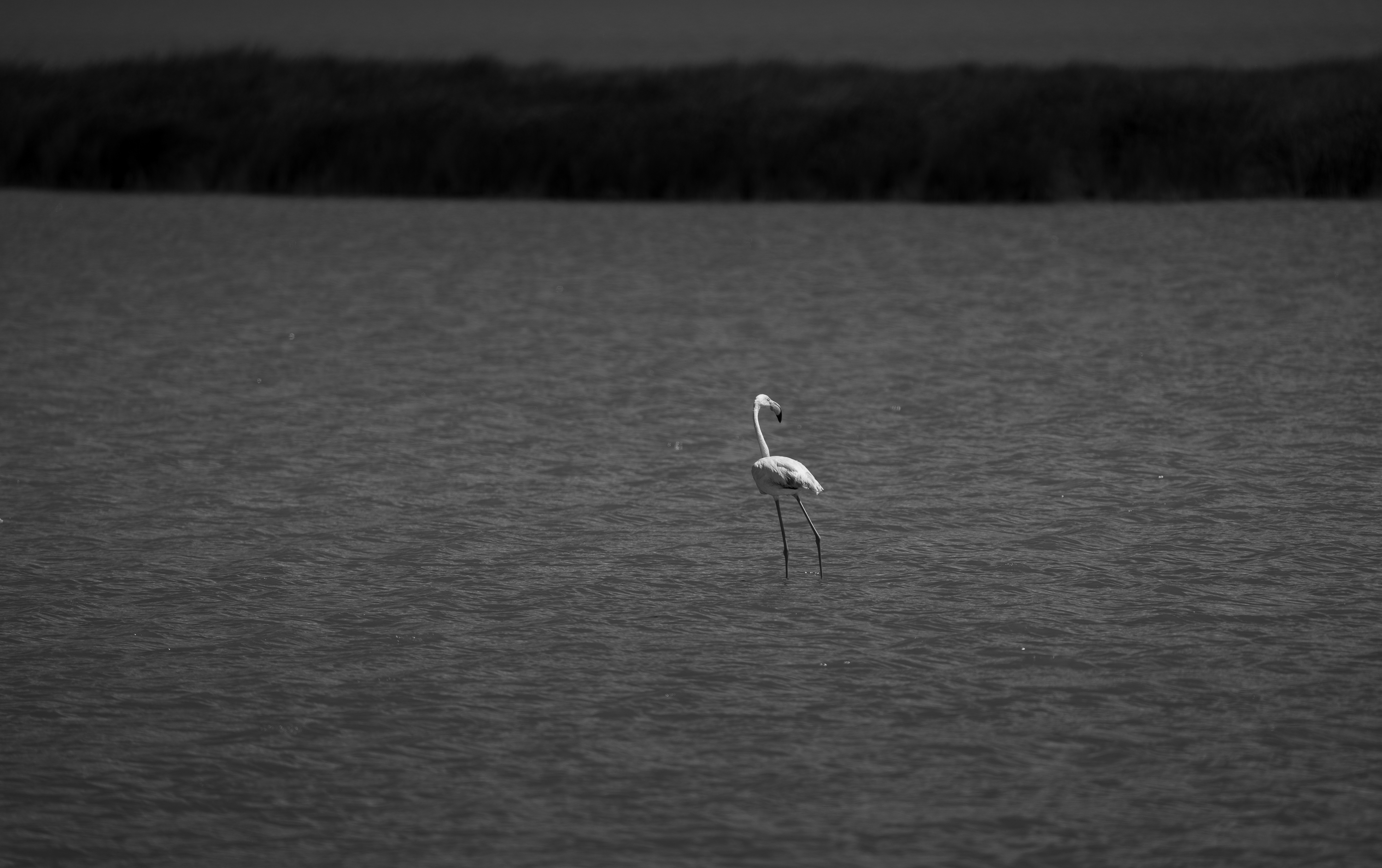 A lone flamingo standing in dark water