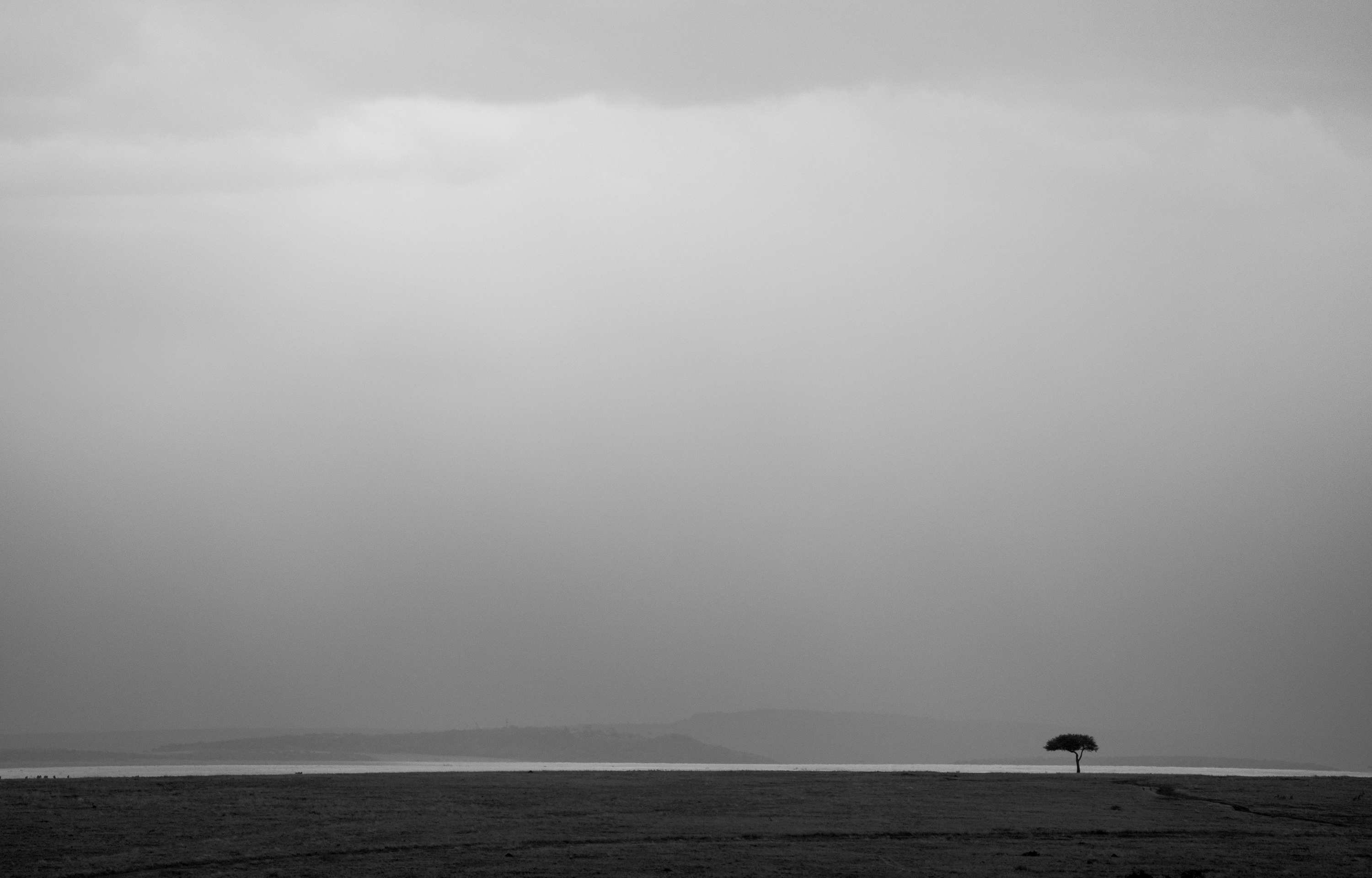 A single tree on a misty horizon