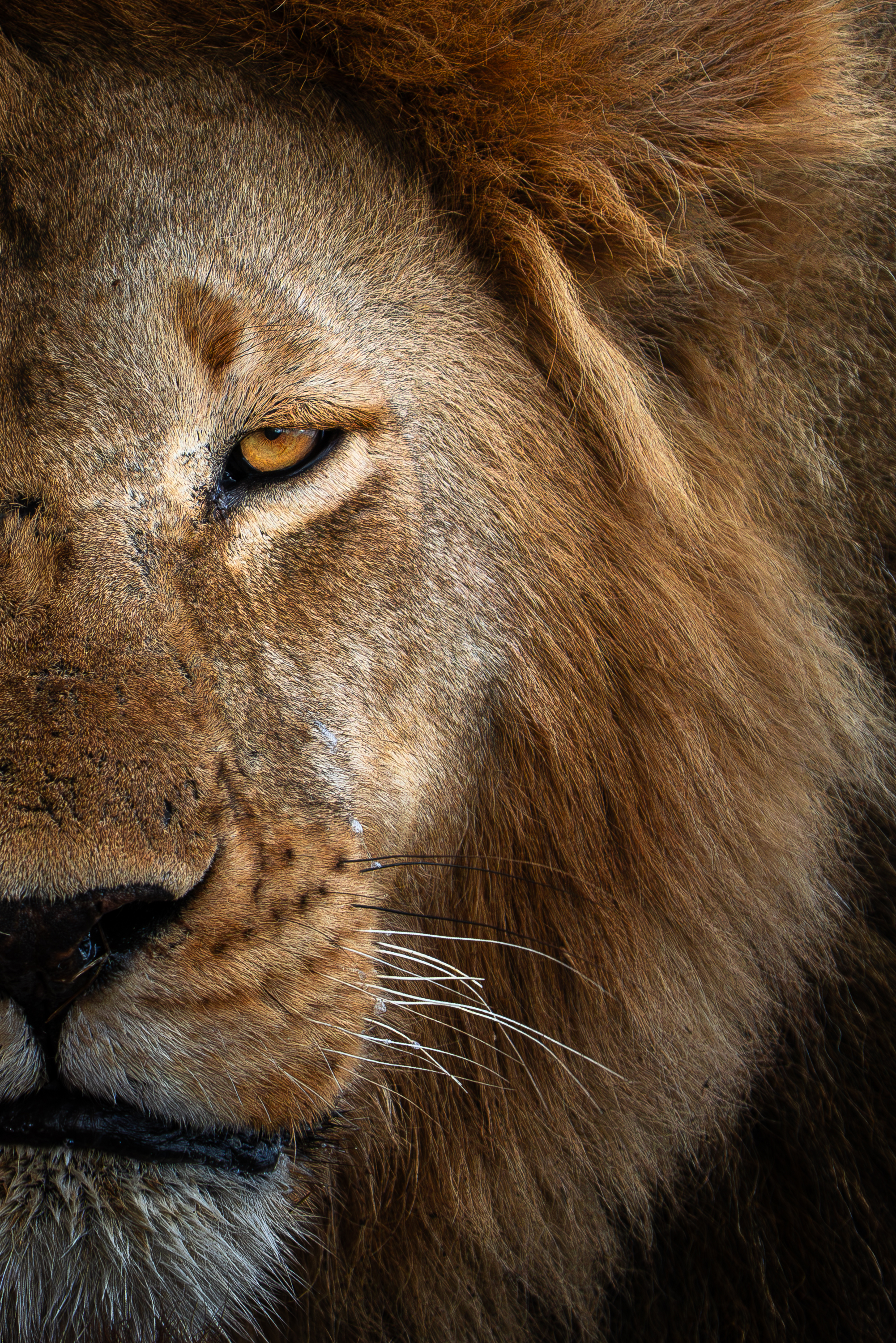 Close-up of a male lion's face