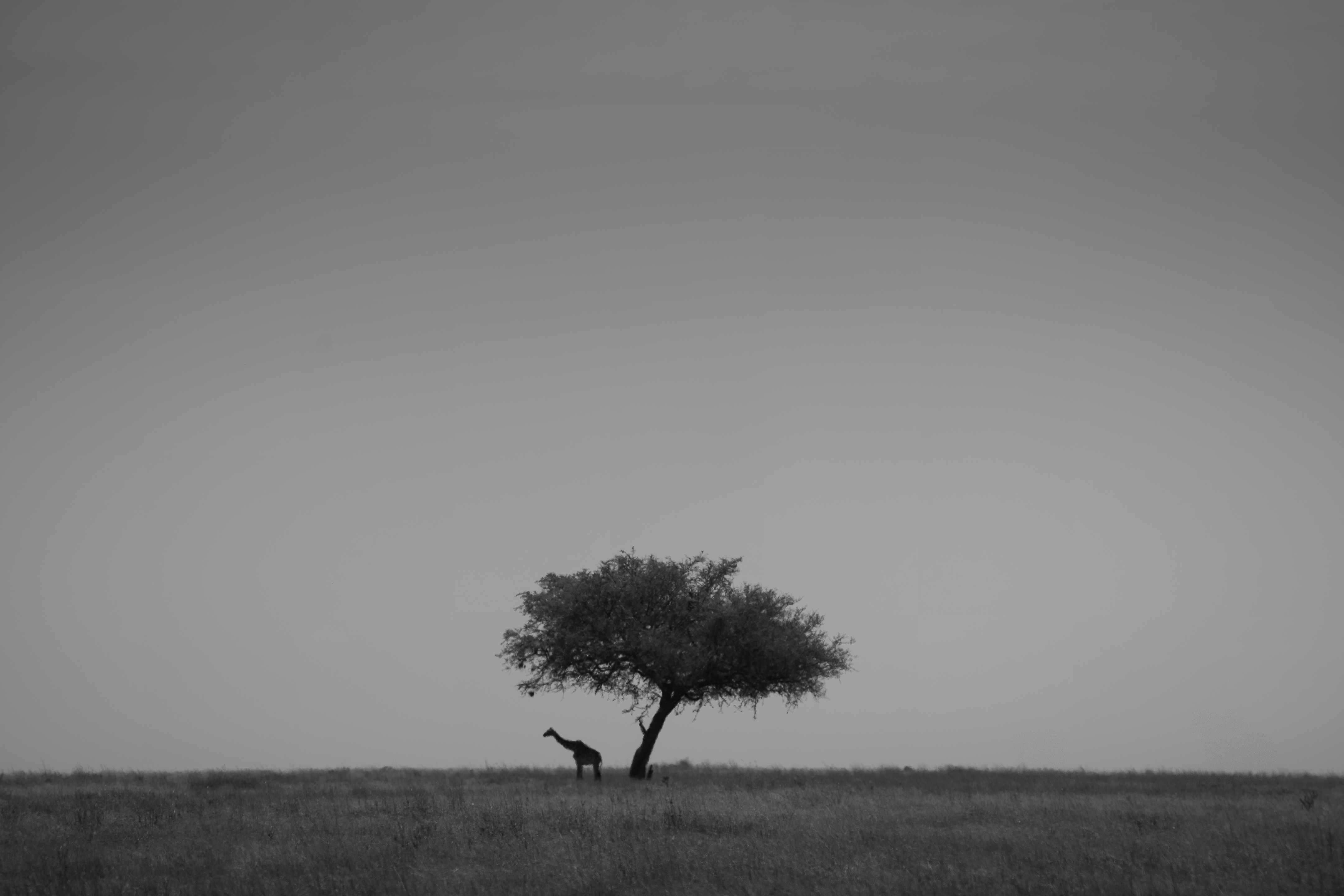 Black-and-white silhouette of a lone tree and giraffes on the savanna