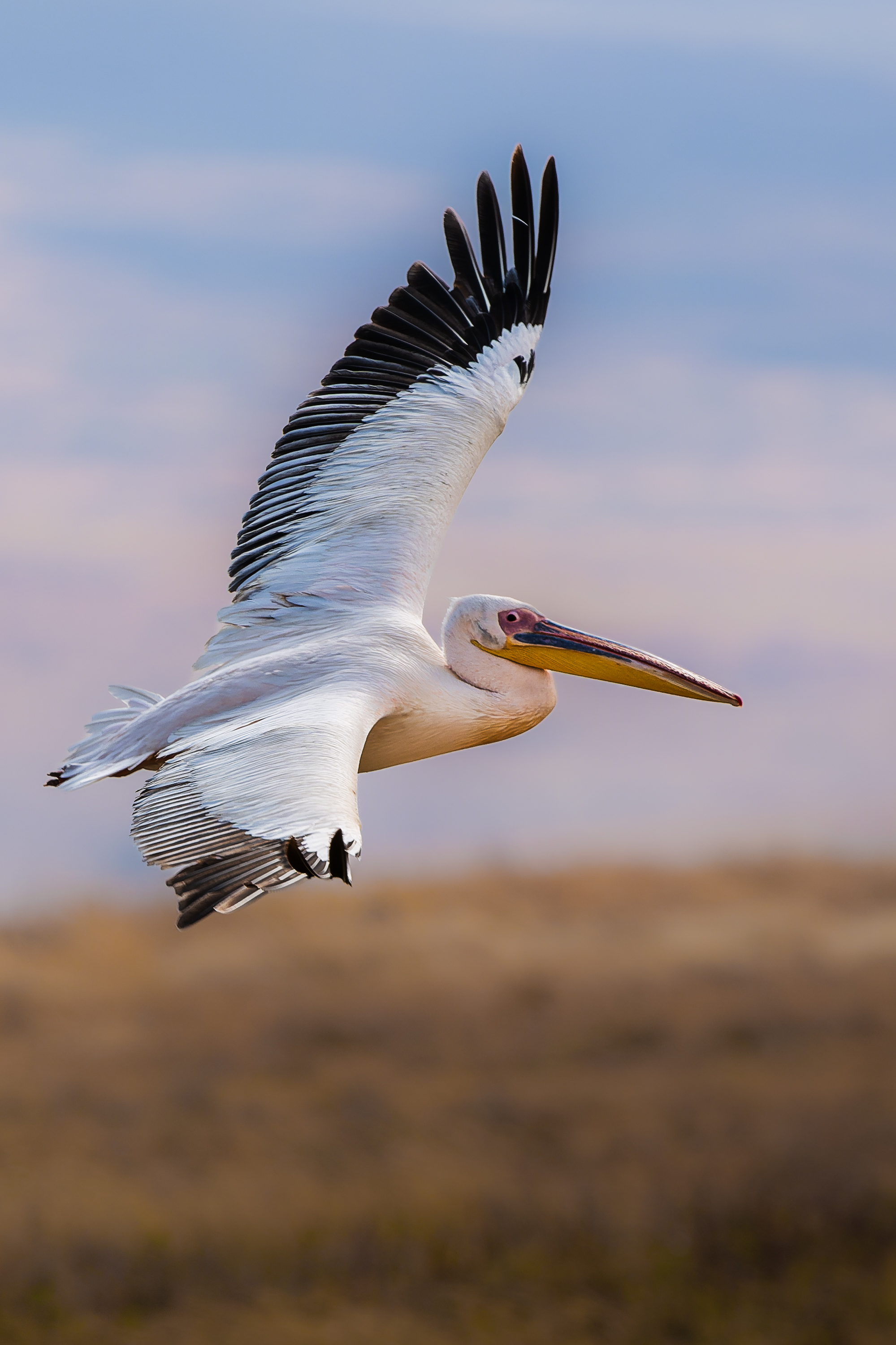 Great white pelican in flight